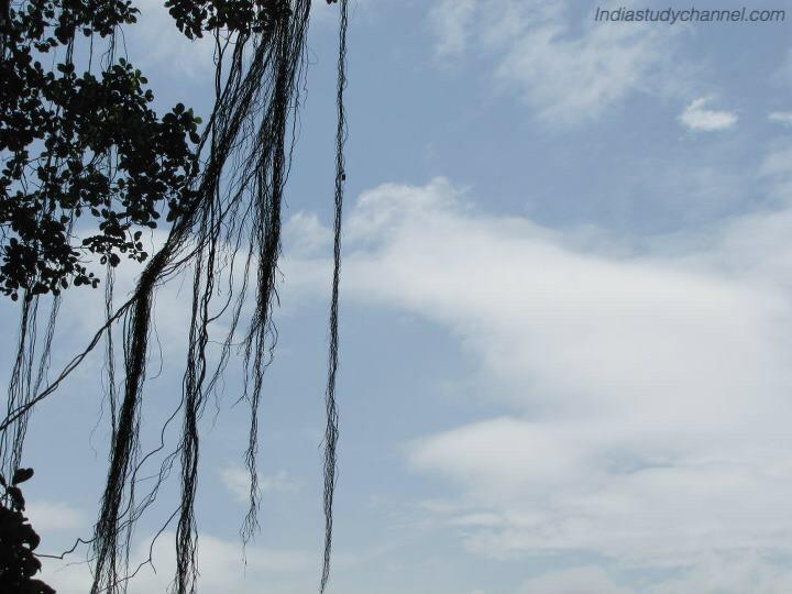 Beautiful picture of trees taken near nalamala hills, srisailam