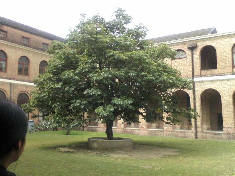 Lets Look Inside Forest research institute of India and its Corridors