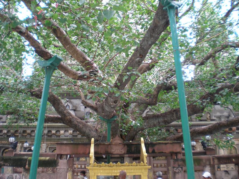Maha Bodhi Tree, Bodhgaya, Bihar