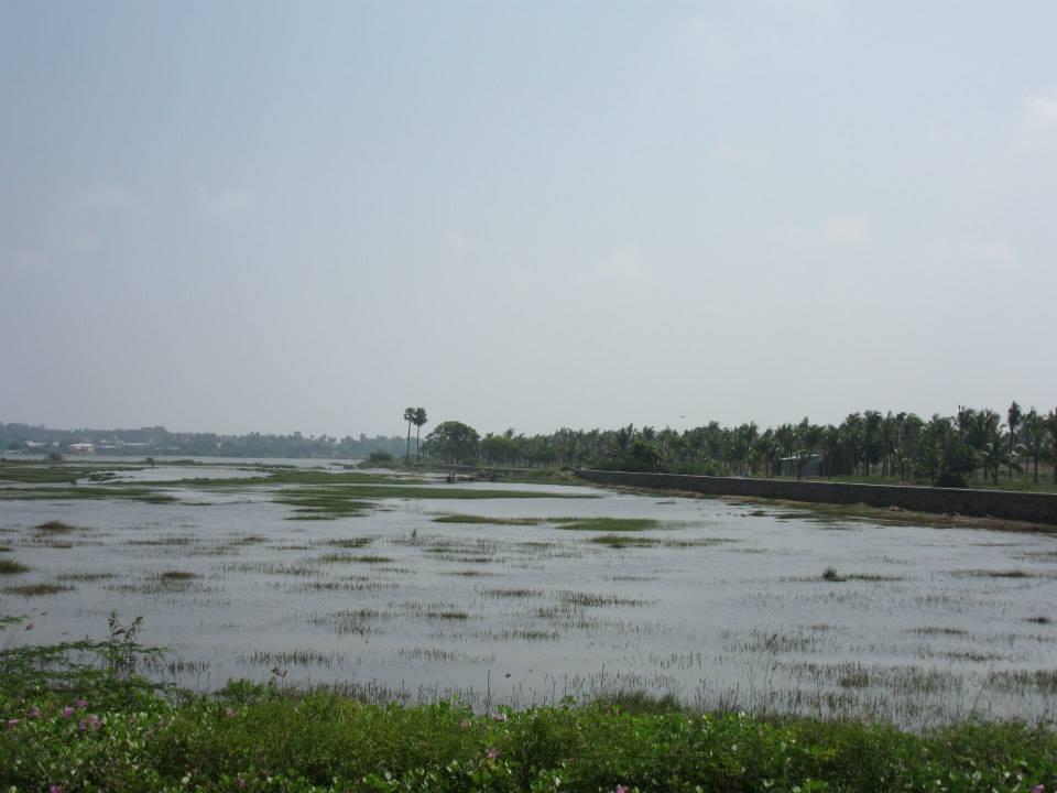 Backwaters near Mahaballipuram