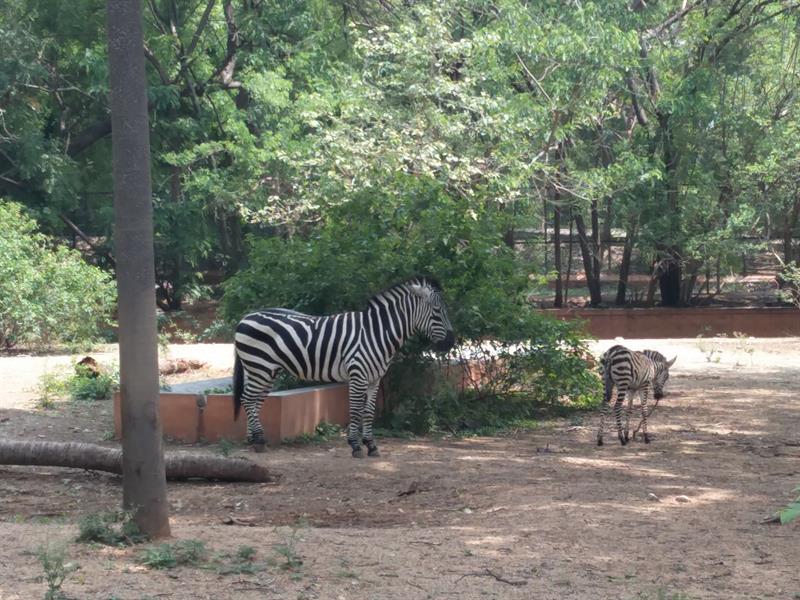 Zebras in Sri Chamarajendra Zoological Gardens,Mysore