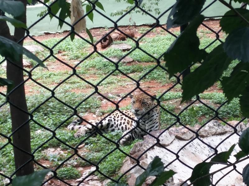 Cheetah at Sri Chammarajendra Zoological Gardens,Mysore.