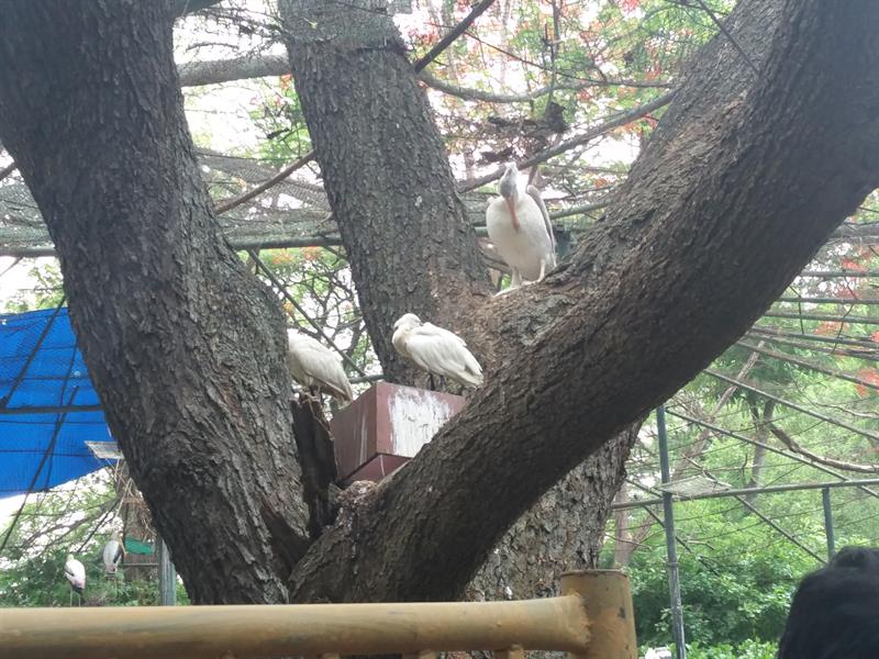 A group of painted stroks at Mysore Zoo