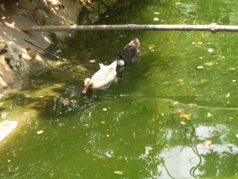 Different colors of Ducks at Mysore Zoo