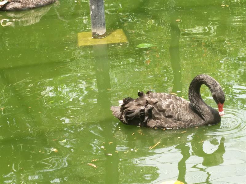 Black Swan moving in water at Sri Chammarajendra Zoological Gardens,Mysore