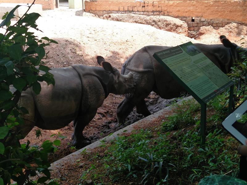 Rhinoceros at Sri ChammaRajendra Zoological Gardens, Mysore