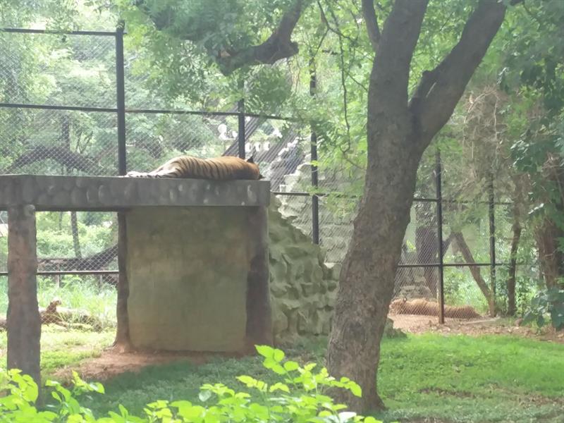 Tiger at Sri Chamarajendra Zoological Gardens,Mysore