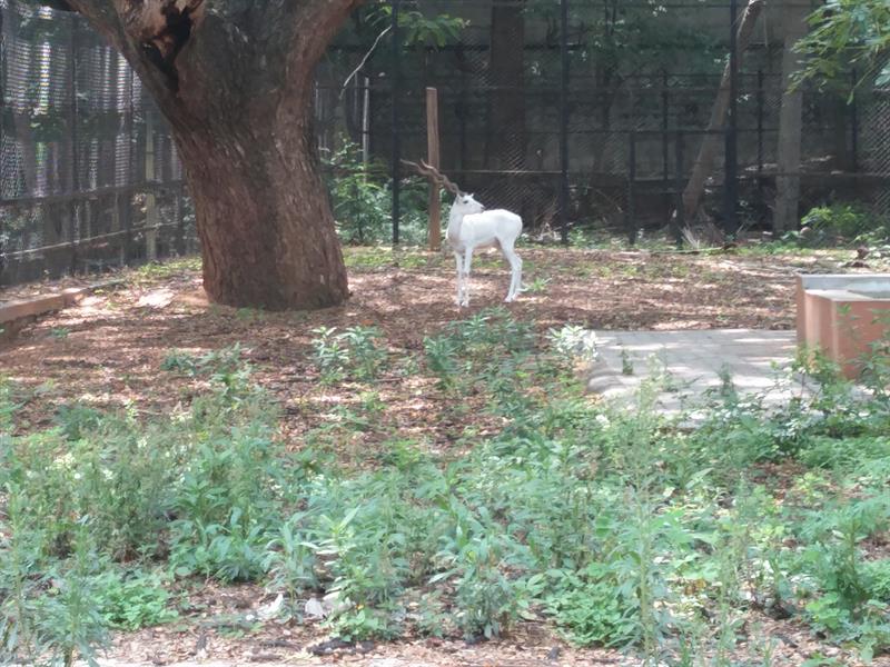 White Blackbuck Deer at Sri Chammarajendra zoological gardens, Mysore