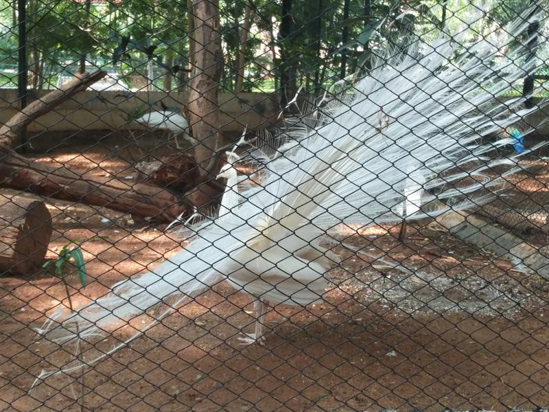 White Peacock at Sri ChamaRajendra Zoological Gardens, Mysore