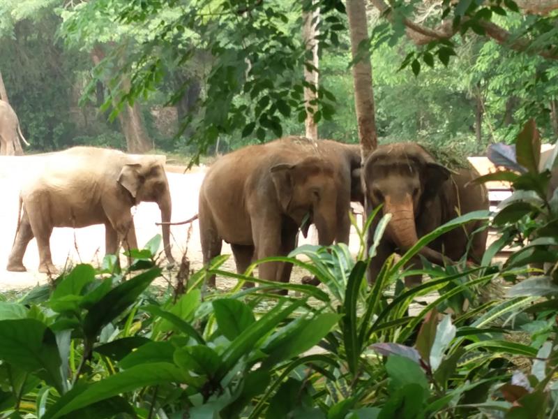 Indian elephants at the Sri Chamarajendra zoo in Mysore