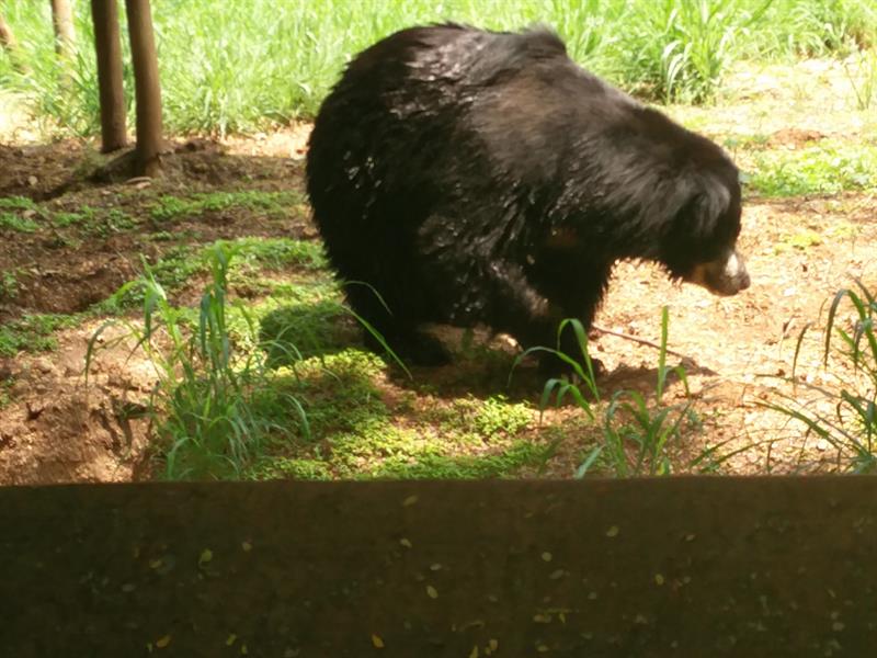 Slot Bear at sri chamarajendra zoological gardens,Mysore