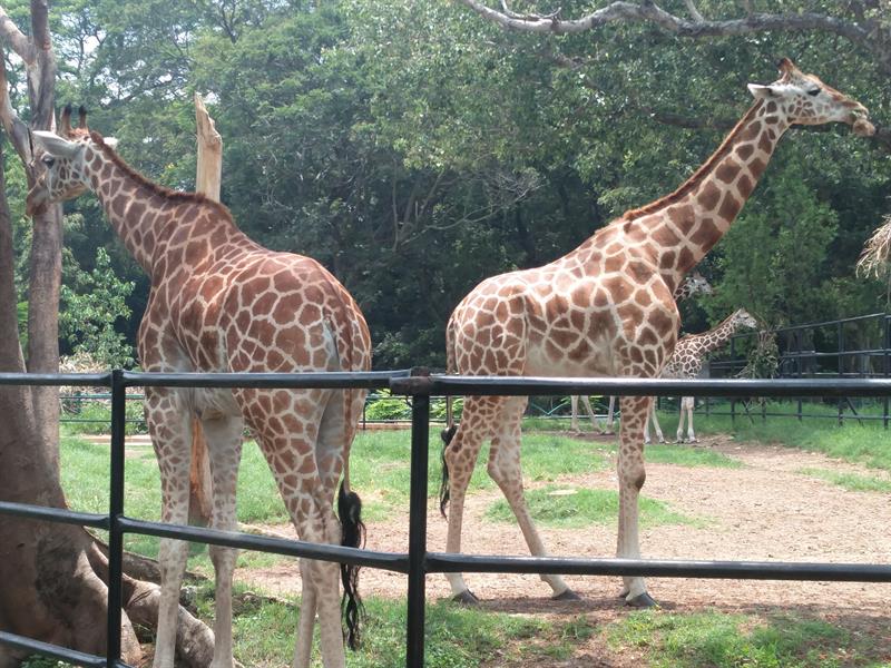 Giraffe at sri chamarajendra zoological garden,Mysore