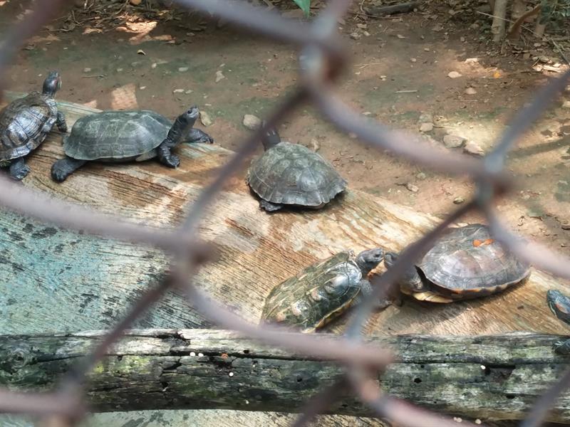 Tortoises at Sri Chamarajendra Zoological Garden,Mysore