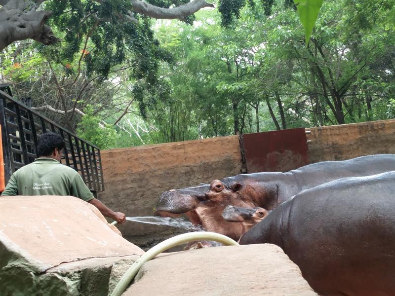 Hippopotamus at Sri Chammarajendra Zoological Gardens,Mysore