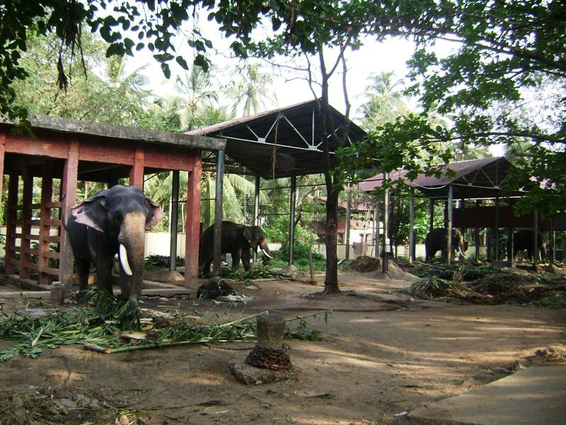 Punnathurkotta Guruvayur Elephant Sanctuary, Kerala