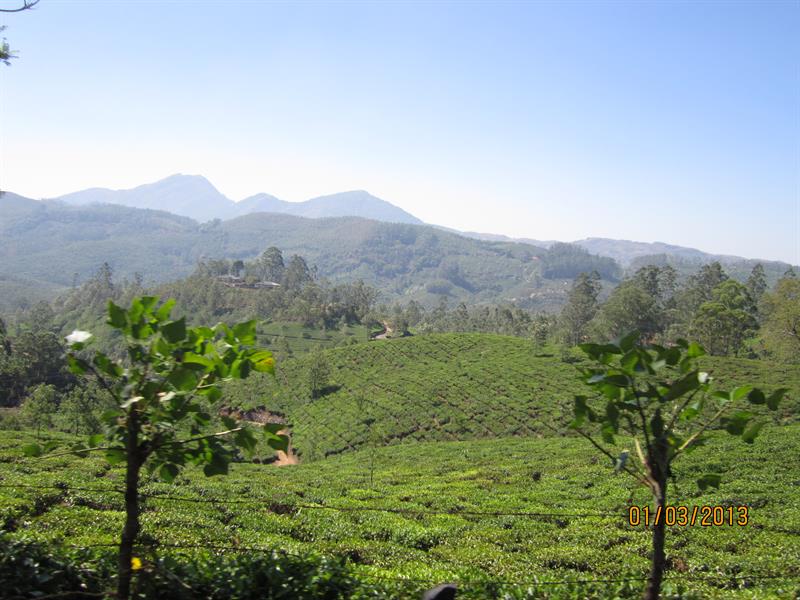 Tea estates and the mountains of Munnar