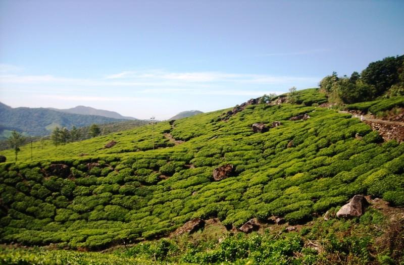 Tea gardens at Eravikulam National Park, Munnar, Kerala