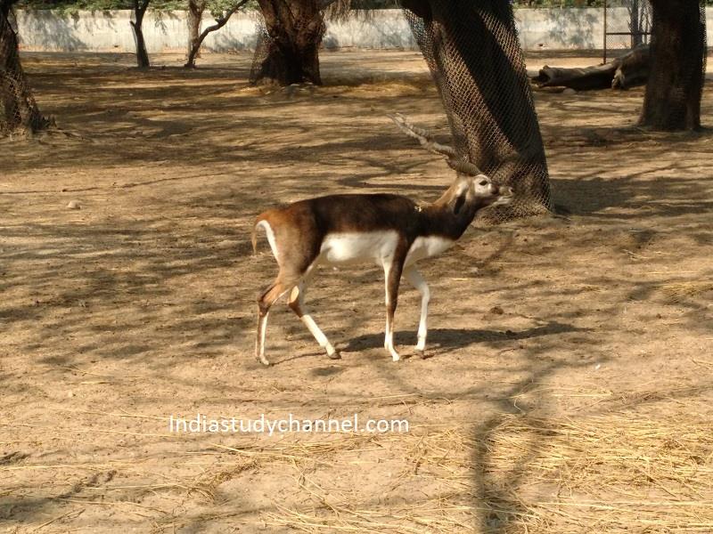 Deer roaming freely in Zoological park, Delhi