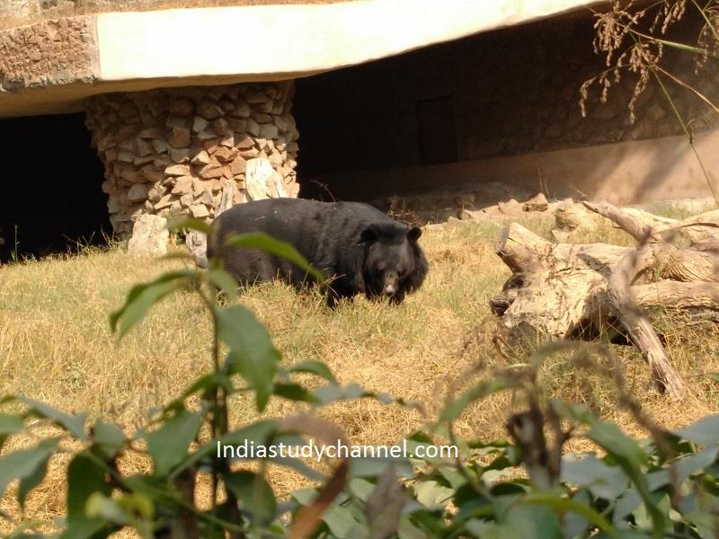 Bear, posing to the cameras, National Zoological park, Delhi