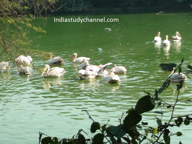 Pelicans, National Zoological Park, Delhi