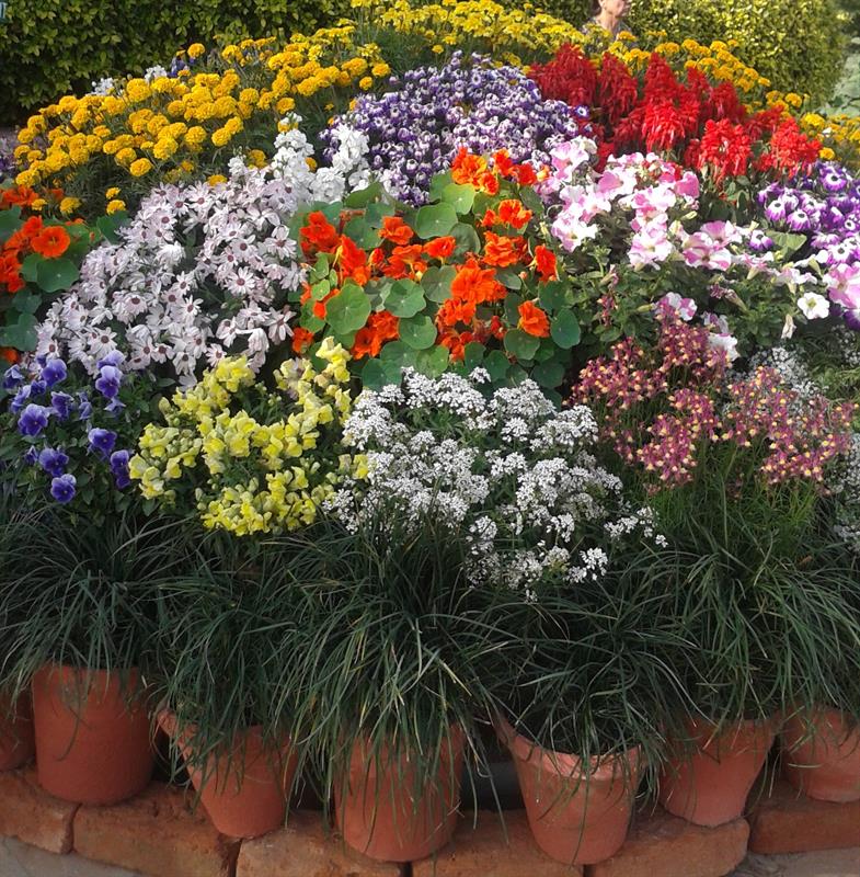 25th garden Tourism festival-Saket, Delhi