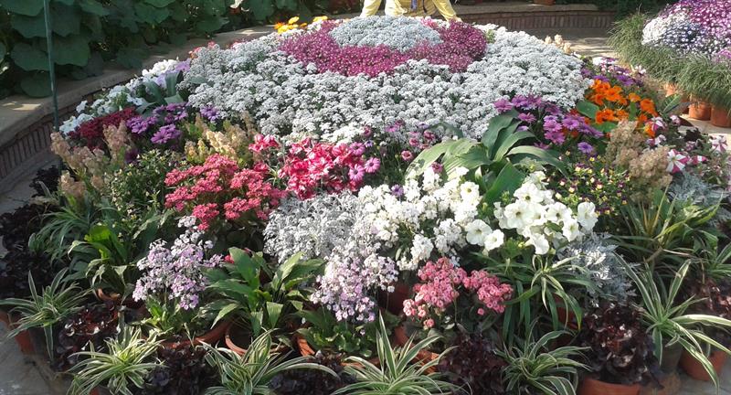 Bunch of flower -Saket