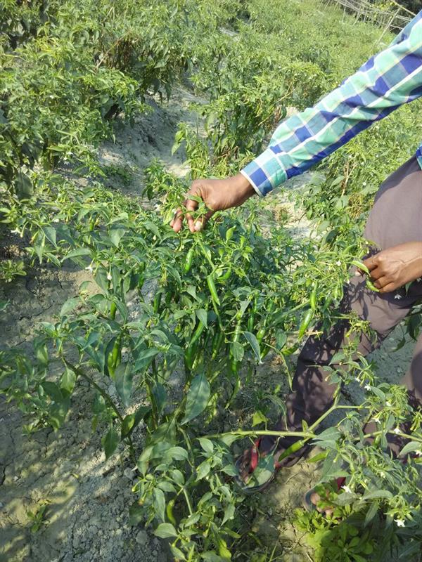 Chili crop -Rajasthan