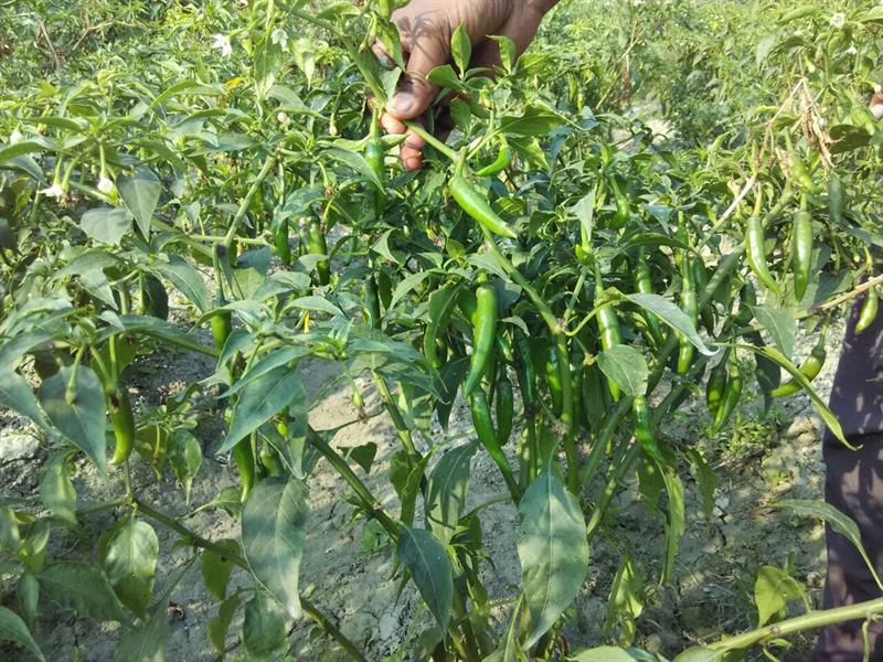 Chili crop -Rajasthan