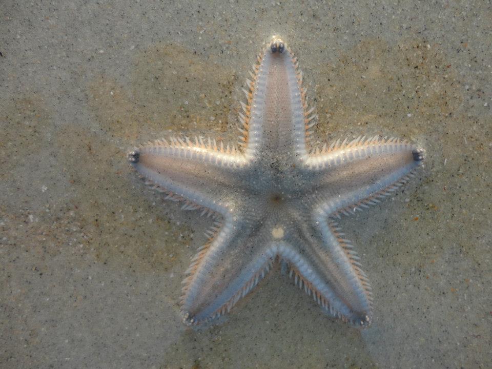 Starfish at Varca beach