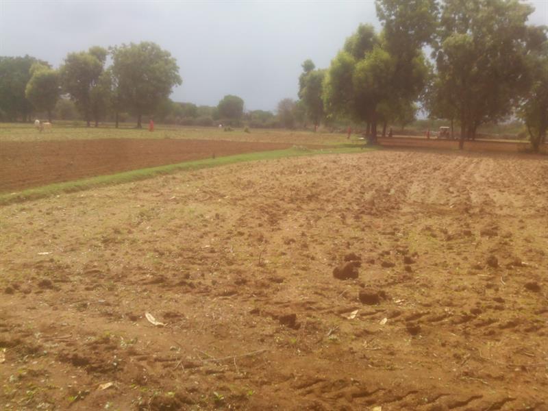 Farm of bamanhera