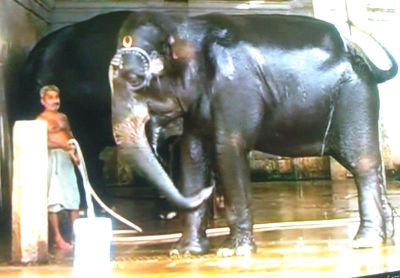 Elephant taking Bath in Kanchi Kamakshi Temple, Kanchipuram
