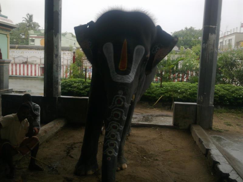 The temple elephant at Oppiliappan Tirukoil in Kumbakonam