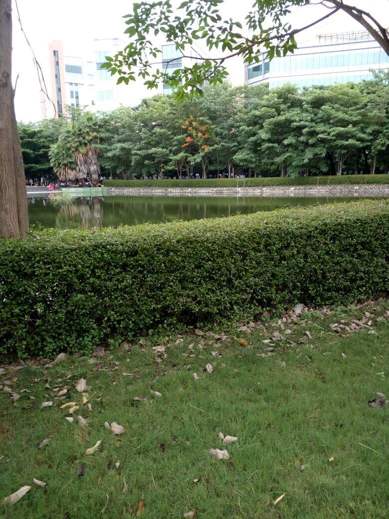 A pond at CDC5 in wipro, chennai campus