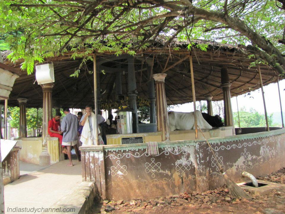 Goshala at Sri Satya Narayana Swamy temple in Annavaram