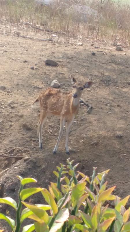 Spotted Deer at Nehru Zoological Park,Hyderabad