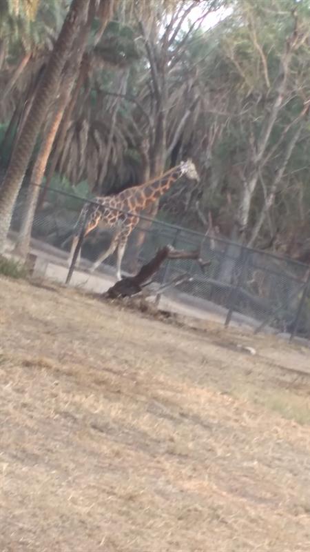 Giraffe at Nehru Zoological Park,Hyderabad