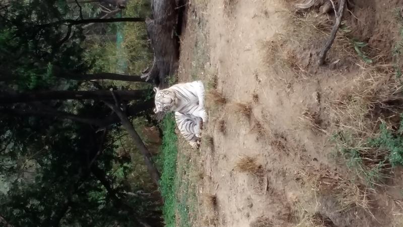 White Tiger, Nehru Zoological Park, Hyderabad