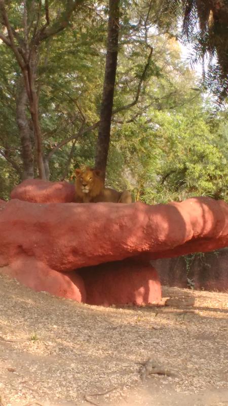 African Lion at Nehru zoo,Hyderabad