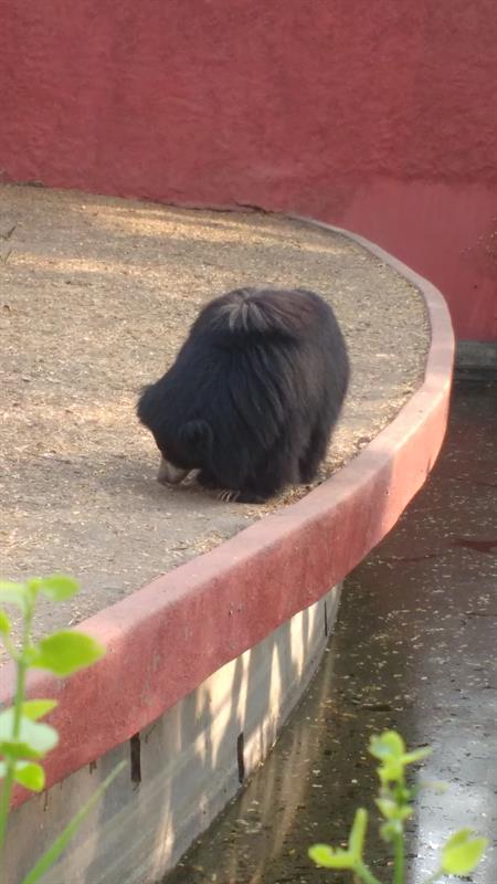 Black Bear at the Nehru Zoo,Hyderabad