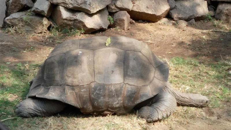 Very Old Tortoise in Nehru Zoo,Hyderabad