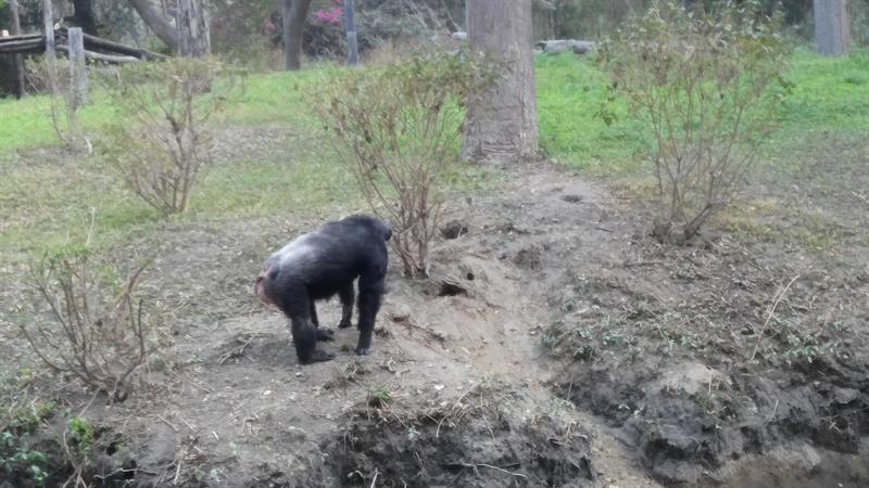Gorilla in Nehru Zoo Park, Hyderabad
