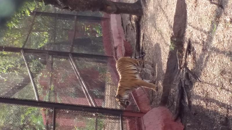 A Royal Bengal tiger in -Nehru-Zoological-ParkHyderabad