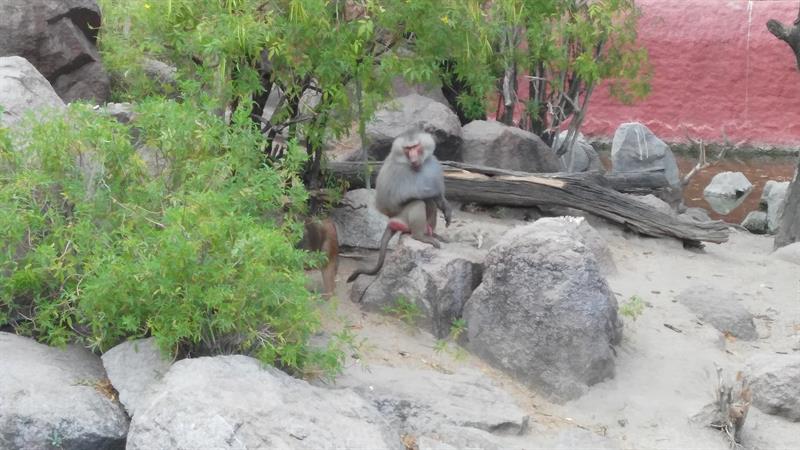 Baboon Monkey in Nehru Zoological Park,Hyderabad.