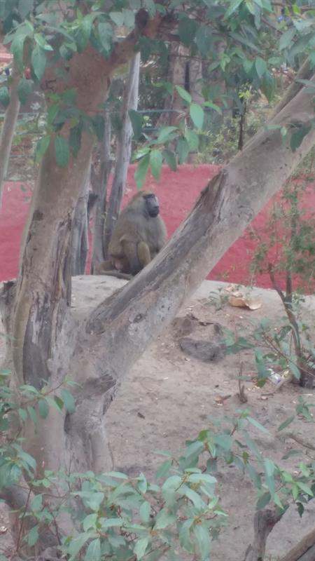 Olive Baboon Monkey at Nehru Zoo,Hyderabad