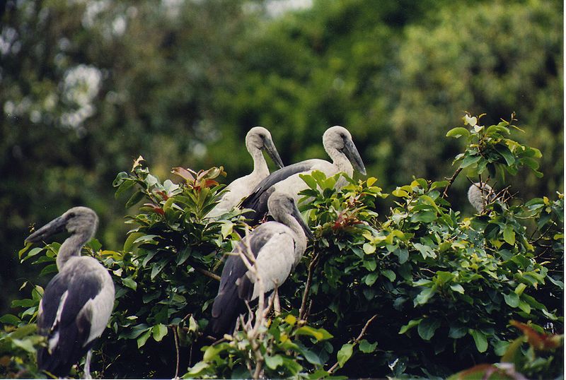 Open billed storks