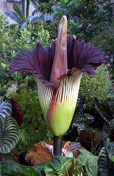 Tribe : Thomsonieae Genus : Amorphophallus Species : A. titanum