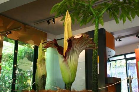 Flower Titan Arum 3 Titan arum titan arum amorphophallus titanum. Flower Titan Arum 3 Titan arum