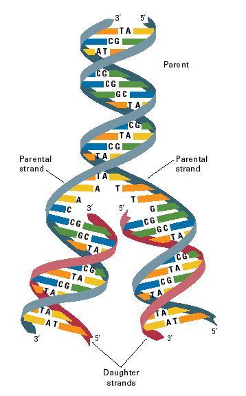 DNA structure
