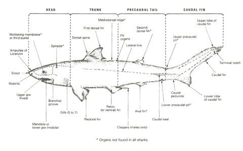http://www.indiastudychannel.com/attachments/Resources/124345-16628-Shark-Anatomy.jpg