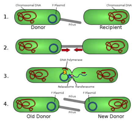 Bacteria mating or conjugation plasmid transfer Bacteria mating or conjugation plasmid transfer